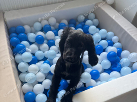 11 w old girl cocker spaniel