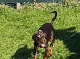 KC reg European Doberman Female Puppy