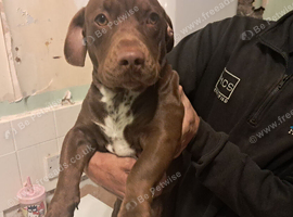 Dachshund x frenchie