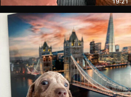Miniature dachshund
