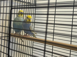 Rainbow budgies for sale