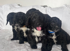 stunning f1 Sproodles Health tested dad
