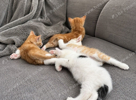 Ginger/ White kittens looking for new homes