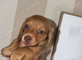 8 week old male puppy looking for his forever home