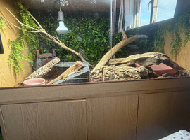 Bearded dragon with set up