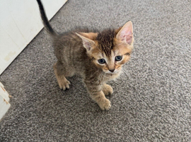 Kitten