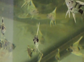 Angelfish