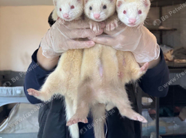 8-week Ferret Kits For Sale