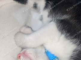Kitten for sale