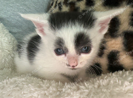 2 beautiful kittens