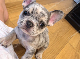 3 frenchie girl pups