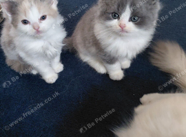 Persian x ragdoll 1 boy left