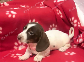 Very unique piebald miniature dachshund girl