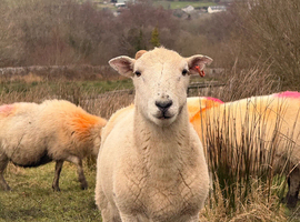 Easy care ram yearling