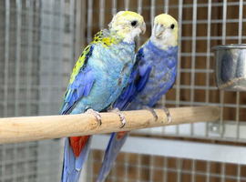 Rosella parrot