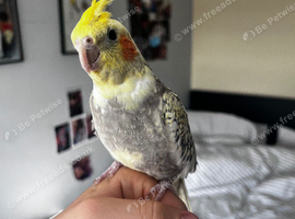 Very tame with large cage and accessories