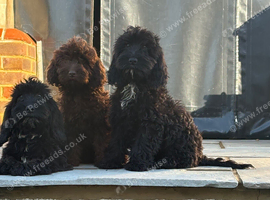 Beautiful F1 cockapoo`s needing there forever