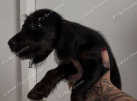 Dachshund puppy