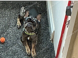 French Bulldog