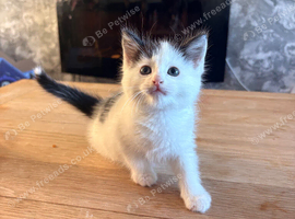 Kitten