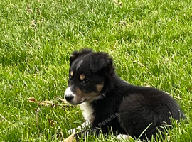 Border Collie Pups