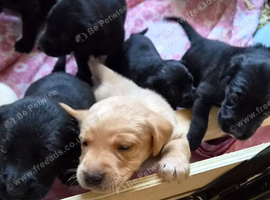 Labrador puppies