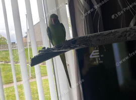 Indian ring neck rehoming