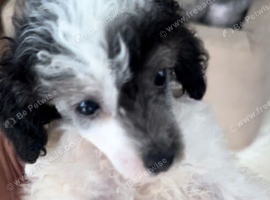 Toy poodle Puppies