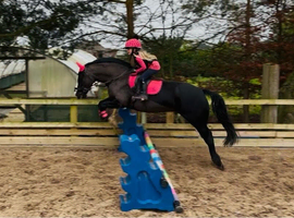 Pretty welch sec c mare
