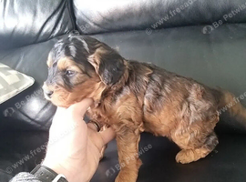 Cockapoo Puppies