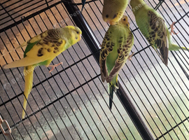 This year's baby budgies