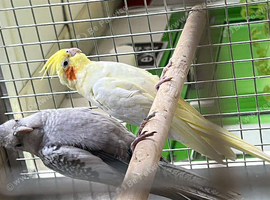 Cockatiel parrots