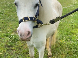 Perfect Children&rsquo;s/Therapy Pony For Sale