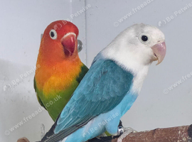 Pair of Fischer lovebirds