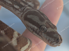 Centralian Carpet Python