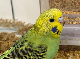 Hand Tame Budgie Chicks Ready Soon
