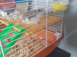 Dwarf hamster