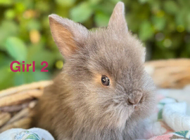 Beautiful baby lionlops