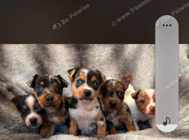 Jack russel puppies. 4 Merle & 1 Black & white