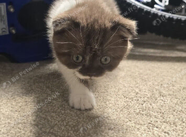For sale Scottish fold kitties, ready to leav now