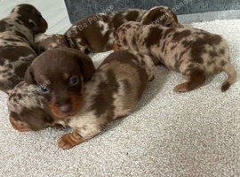 Miniature dachshund puppys