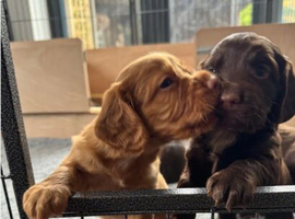 KC REGISTERED WORKING COCKER SPANIEl PUPPIES