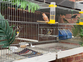 Canaries this year and last year birds