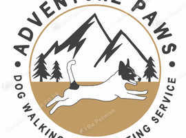 Experienced Professional Dog Walker East Lothian
