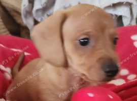 5 kc reg mini dachshund pups for sale