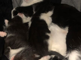 kittens