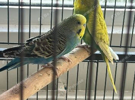 2 beautiful budgies and cage