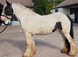 13.2 5yr Old Coloured Cob Mare