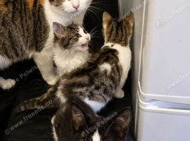 Mixed bengal kittens