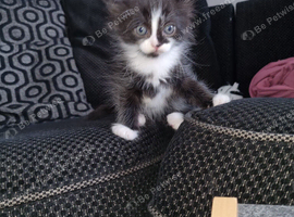 1 boy kitten available now